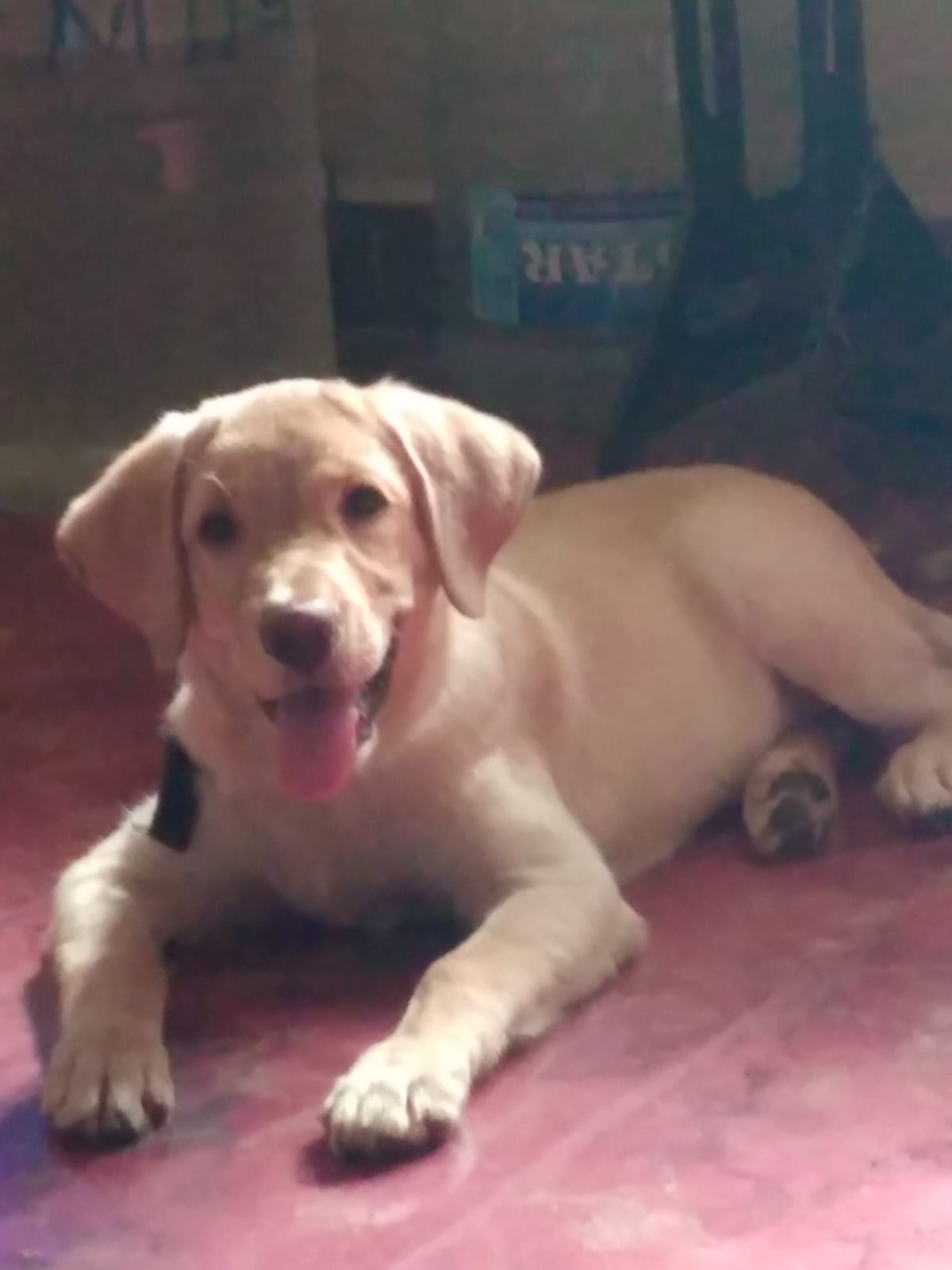 3.5mths old Lab - Female pup for sale - Dog